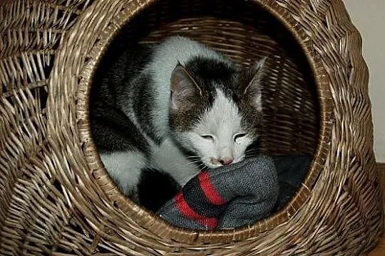 Roczny kocurek Kasjer do adopcji !