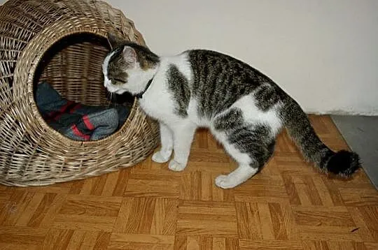 Roczny kocurek Kasjer do adopcji !