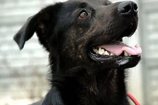 Hermes młody (ok. roczny), duży, wesoły pies ADOPCJA,  małopolskie Kraków