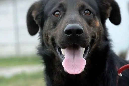 Hermes młody (ok. roczny), duży, wesoły pies ADOPC