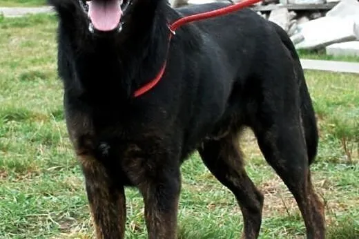Hermes młody (ok. roczny), duży, wesoły pies ADOPC