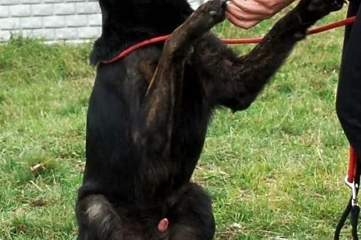 Hermes młody (ok. roczny), duży, wesoły pies ADOPC