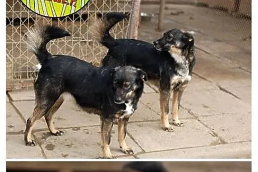 Odschronisku Megi i Pegi.,  Kundelki cała Polska