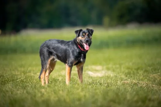 Gucio - młody, niekonfliktowy, wychowany psiak!  Gustaw - ten uroczy, 1,5-roczny samiec (około 20 kg, , Warszawa