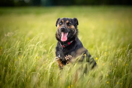 Gucio - młody, niekonfliktowy, wychowany psiak!  Gustaw - ten uroczy, 1,5-roczny samiec (około 20 kg, , Warszawa