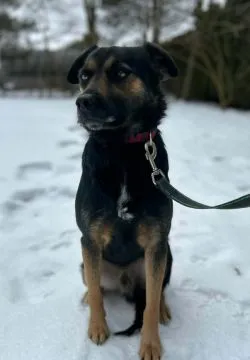 Gucio - młody, niekonfliktowy, wychowany psiak!  Gustaw - ten uroczy, 1,5-roczny samiec (około 20 kg, , Warszawa