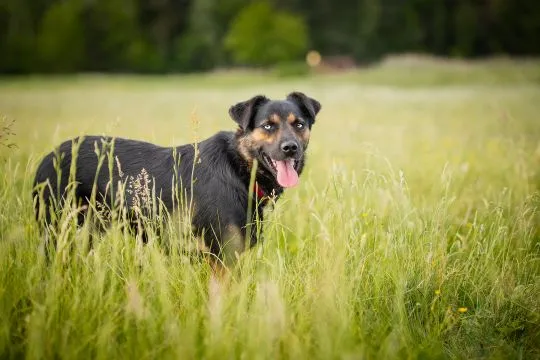 Gucio - młody, niekonfliktowy, wychowany psiak!  Gustaw - ten uroczy, 1,5-roczny samiec (około 20 kg, , Warszawa