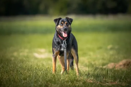 Gucio - młody, niekonfliktowy, wychowany psiak!  Gustaw - ten uroczy, 1,5-roczny samiec (około 20 kg, , Warszawa