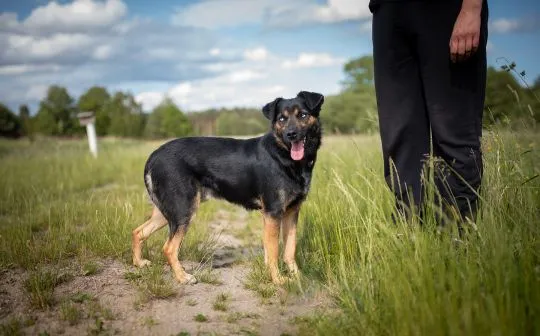 Gucio - młody, niekonfliktowy, wychowany psiak!  Gustaw - ten uroczy, 1,5-roczny samiec (około 20 kg, , Warszawa