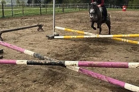 Szukam konia głównie dla dzieci do nauki jazdy