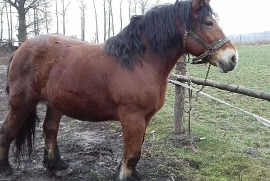 Klacz zimnokrwista sztumska źrebna, Okonin