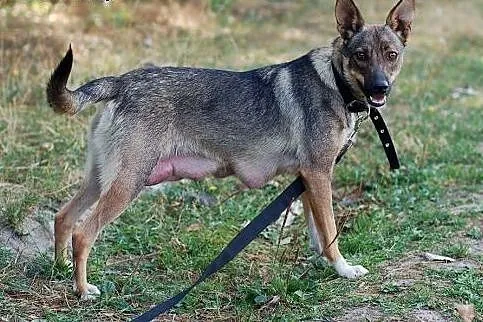 Lejla -cudna roczna sunia szuka domu,  mazowieckie