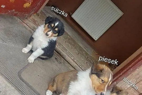 Owczarek szkocki collie