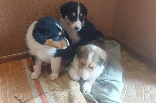Owczarek szkocki collie, Lubelskie, Sobieska Wola Druga