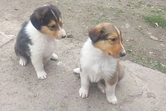 Owczarek szkocki collie, Lubelskie, Sobieska Wola Druga