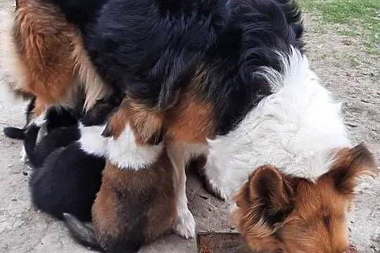 Owczarek szkocki collie, Lubelskie, Sobieska Wola Druga