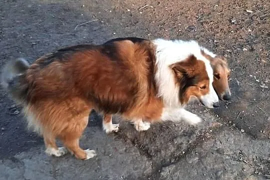 Owczarek szkocki collie, Lubelskie, Sobieska Wola Druga