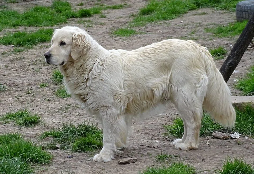 Golden retriever suczka, Mazowieckie, Przysucha
