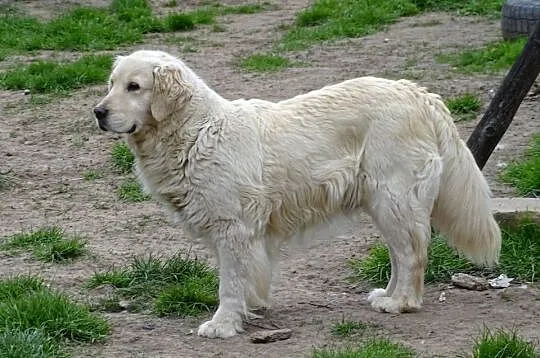 Golden retriever suczka, Mazowieckie, Przysucha