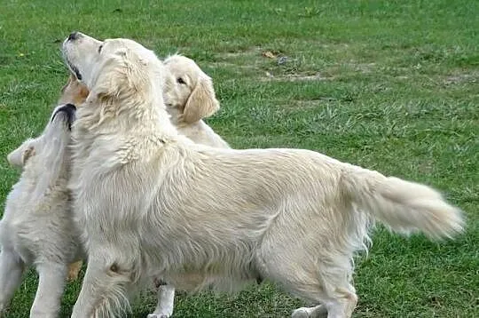 Golden retriever suczka, Mazowieckie, Przysucha