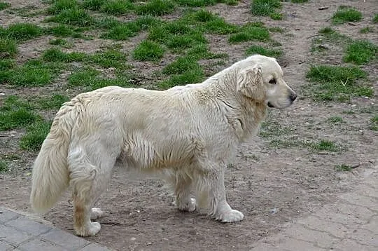 Golden retriever suczka, Mazowieckie, Przysucha