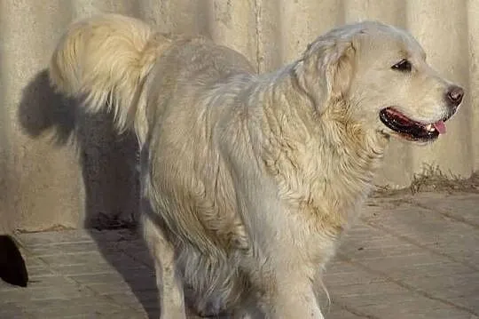 Golden retriever suczka, Mazowieckie, Przysucha