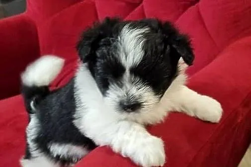 Maltipom szpic miniaturowy, Wielkopolskie, Wieruszew