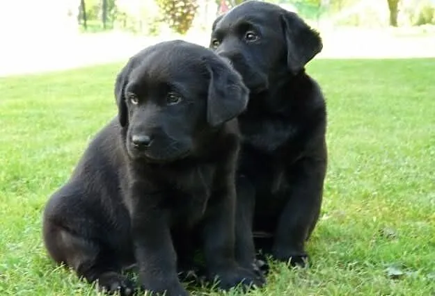 Labrador czarny szczeniak