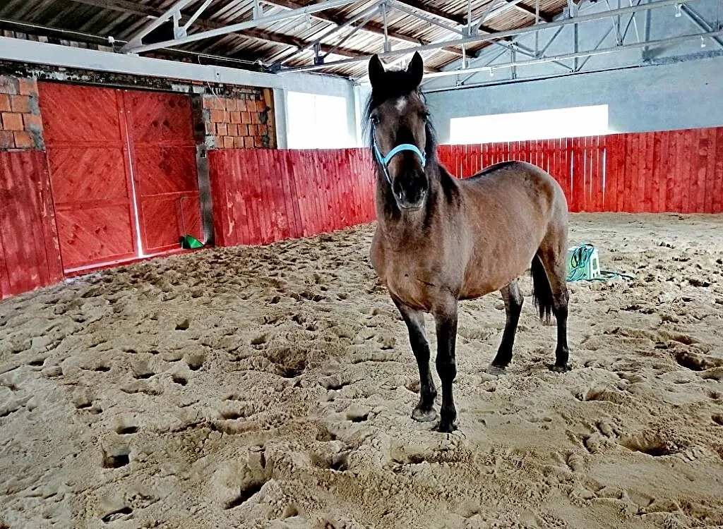 Spokojna Klacz, 5 lat, 147 cm- rekreacja/dla amatora, , Jedlina-Zdrój