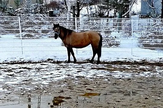 Spokojna Klacz, 5 lat, 147 cm- rekreacja/dla amatora, , Jedlina-Zdrój