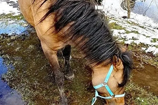 Spokojna Klacz, 5 lat, 147 cm- rekreacja/dla amatora, , Jedlina-Zdrój