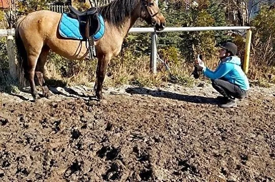 Spokojna Klacz, 5 lat, 147 cm- rekreacja/dla amatora, , Jedlina-Zdrój