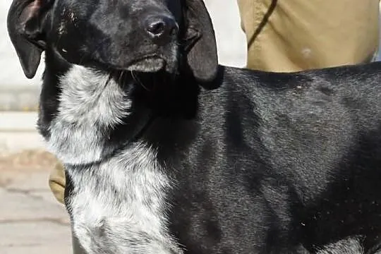 Lakusia - trochę labradora, trochę gończego. Przyj
