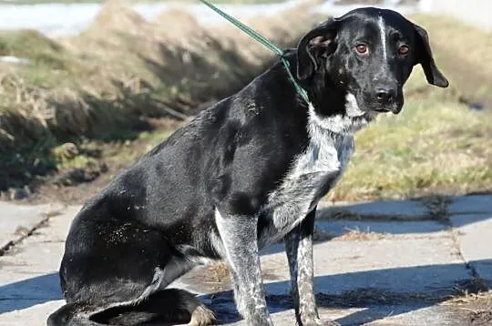 Lakusia - trochę labradora, trochę gończego. Przyj