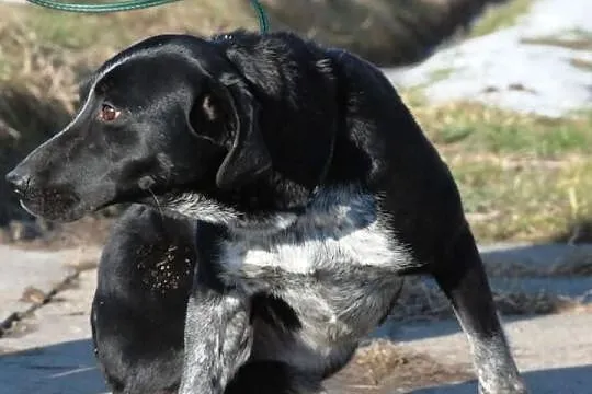 Lakusia - trochę labradora, trochę gończego. Przyj