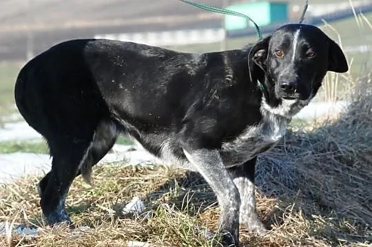 Lakusia - trochę labradora, trochę gończego. Przyj
