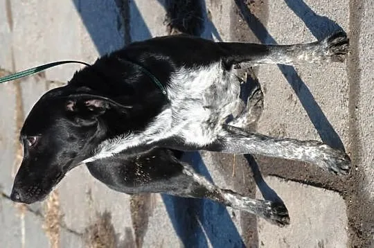 Lakusia - trochę labradora, trochę gończego. Przyj