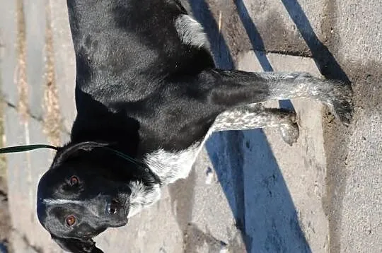 Lakusia - trochę labradora, trochę gończego. Przyj
