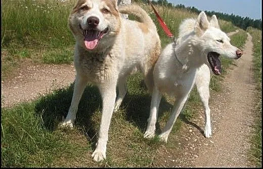 Anuri i Bela - dwa śliczne husky szukają wspólnego