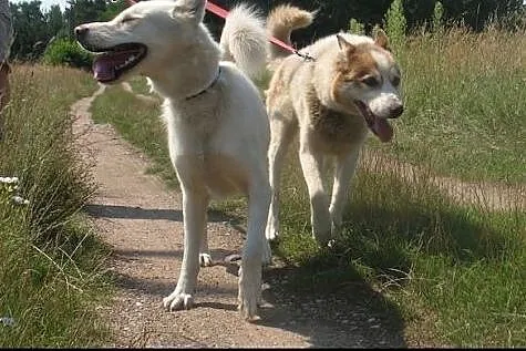 Anuri i Bela - dwa śliczne husky szukają wspólnego