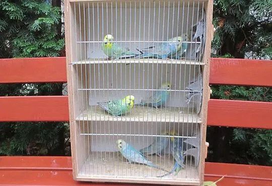 Papużki faliste tęczowe- samce