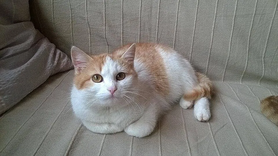 Cudna Muffinka