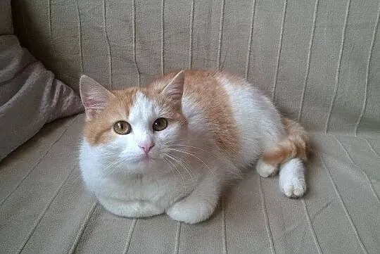 Cudna Muffinka