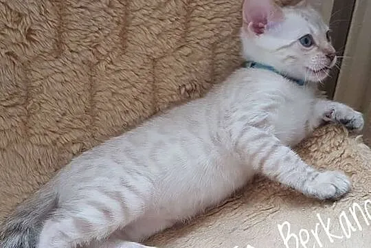 Kot bengalski - biały lampart, Konin