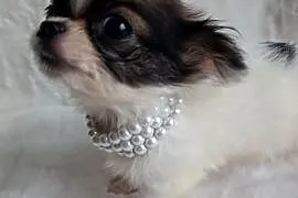 Chihuahua xxs chłopiec samiec dlugowlosy