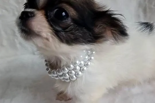 Chihuahua xxs chłopiec samiec dlugowlosy