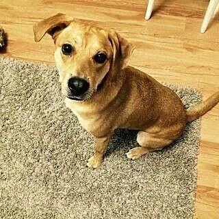 Baks, DZIECIOLUBNY, domowy psiak w typie LABRADORA