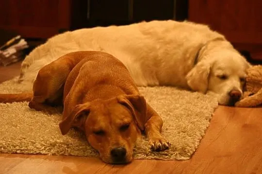 Baks, DZIECIOLUBNY, domowy psiak w typie LABRADORA