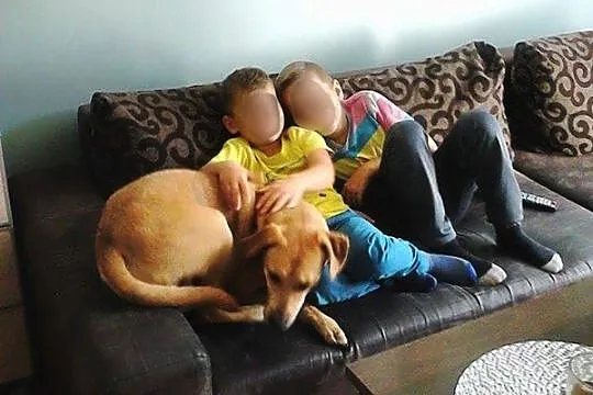 Baks, DZIECIOLUBNY, domowy psiak w typie LABRADORA