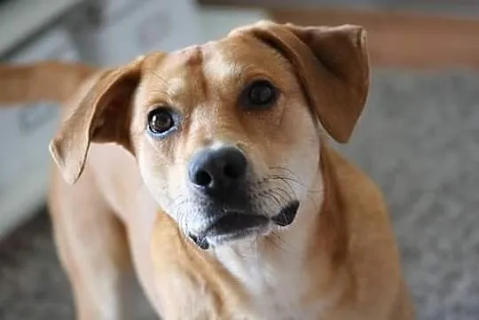 Baks, DZIECIOLUBNY, domowy psiak w typie LABRADORA